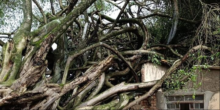 Queda da árvore sobre a residência ocorreu na zona rural de Araxá (Corpo de Bombeiros/Divulgação)