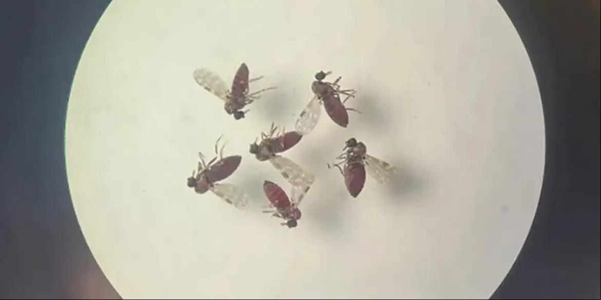 Mosquito maruim (Culicoides paraensis), que transmite o vírus Oropouche (OROV) (Bruna Lais Sena do Nascimento/Laboratório de Entomologia Médica/SEARB/IEC)