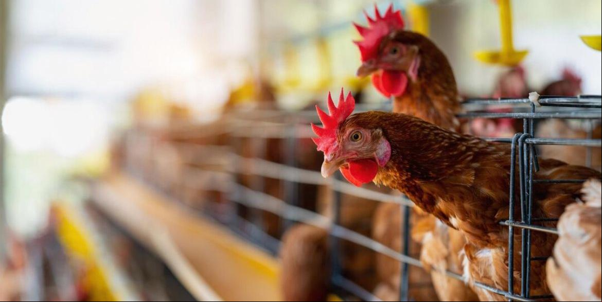 Aos consumidores, o Ministério da Agricultura reitera o esclarecimento de que o consumo de carne de aves e de ovos não apresenta risco para a saúde (Freepik)
