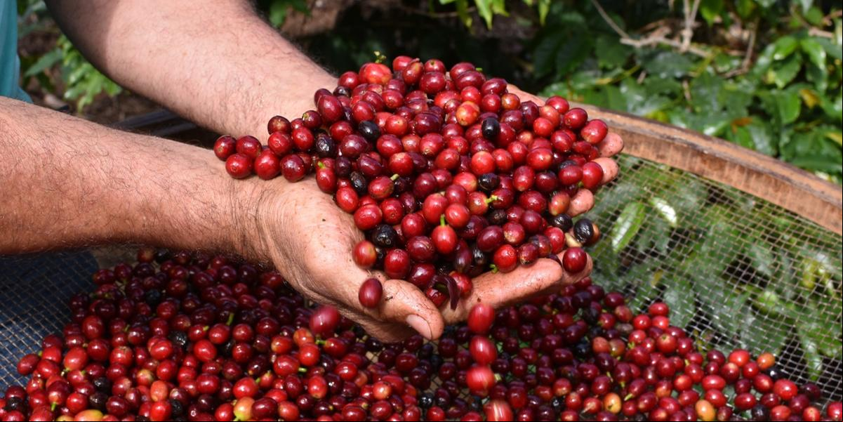 Serra Negra está ligada ao cultivo de grãos de excelência há mais de dois séculos (Gerson Cordeiro/Divulgação)