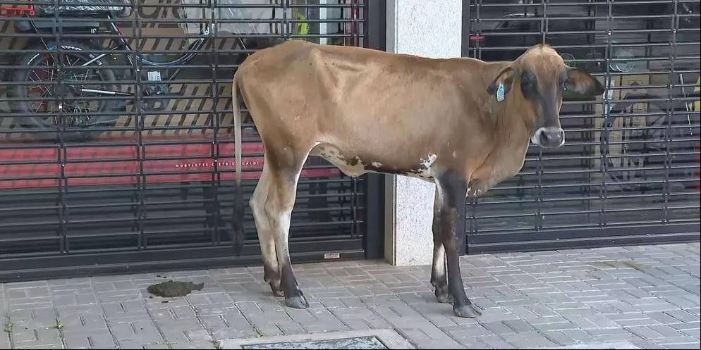Animal estava em frente a uma loja de bicicletas na manhã desta terça-feira (23) (Reprodução/TV Globo)