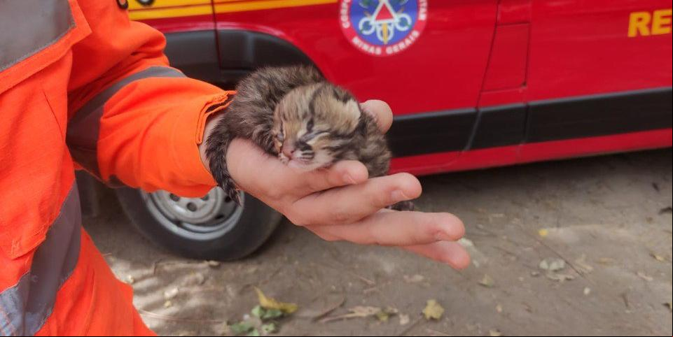 Filhotinho foi encontrado por populares e encaminhado para cuidados veterinários (Corpo de Bombeiros/Divulgação)