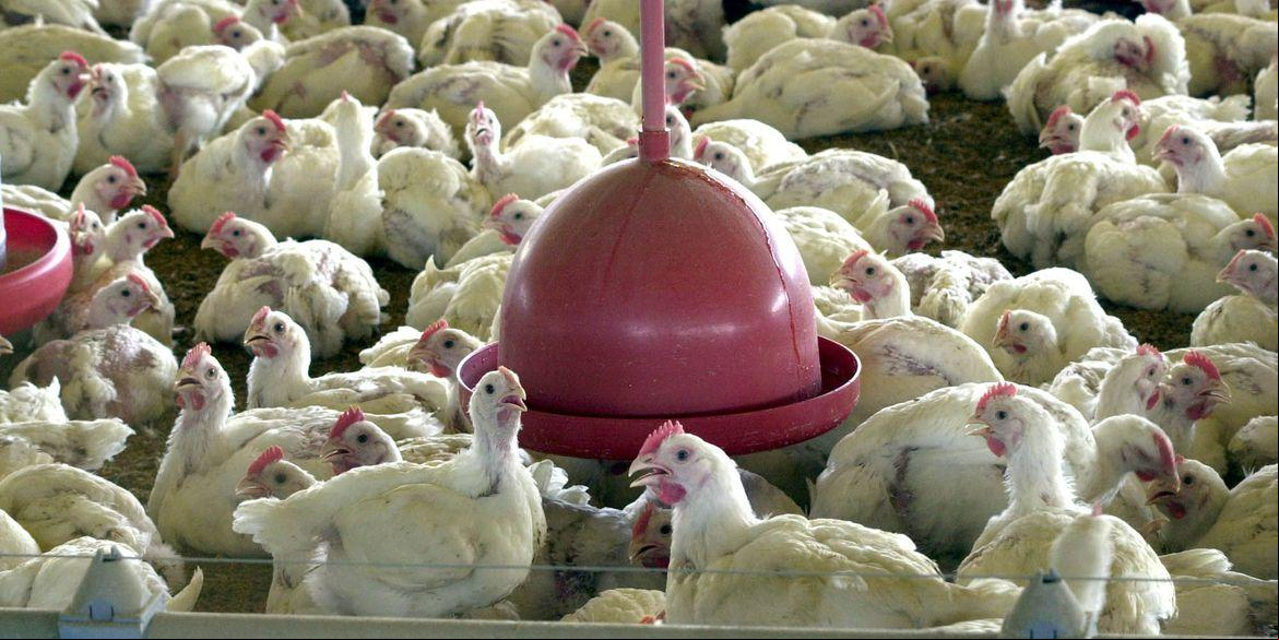 Transmissão ocorre pelo contato com aves doentes e também por meio da água e de materiais contaminados (Arquivo / Agência Brasil)